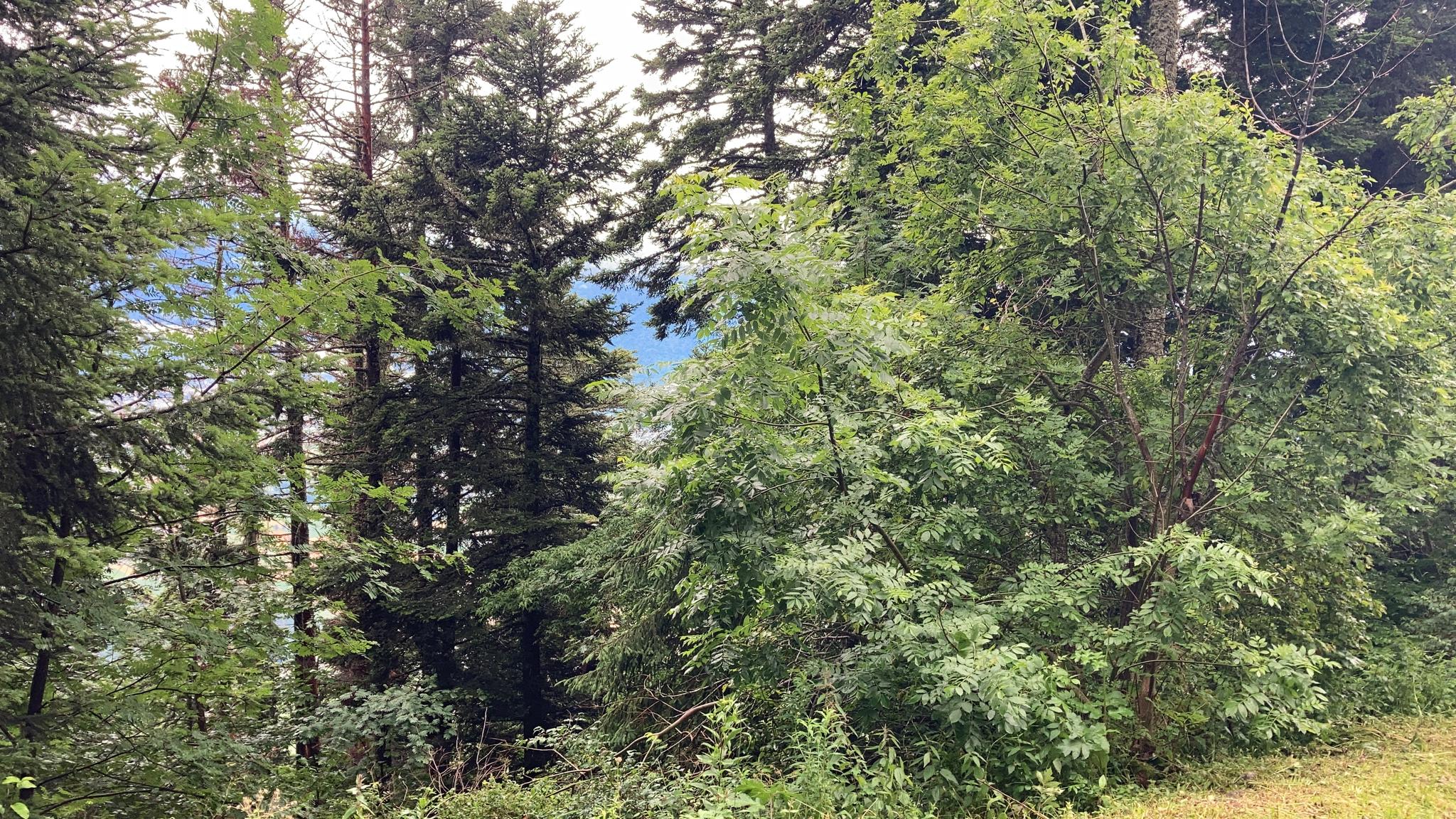 Le changement climatique nuit aux forêts vaudoises